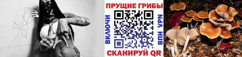Псилоцибиновые грибы мухоморы  закладки  Правдинск 